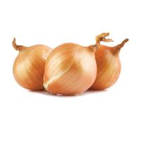 лук репчатый белый