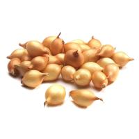 Лук севок белый