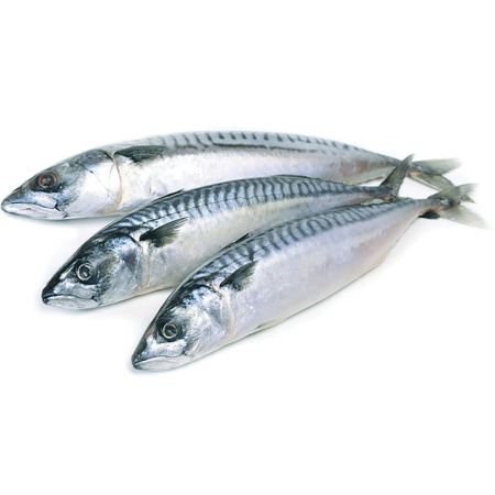 Скумбрия с/м н/р 400-600 БМРТ Адмирал Колчак